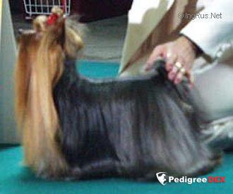 LIMELIGHT DE MAJODIAN